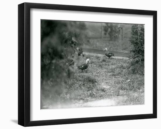 A Pair of Pink-Headed Ducks at Foxwarren Park in June 1926-Frederick William Bond-Framed Photographic Print