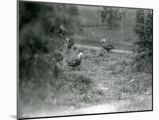 A Pair of Pink-Headed Ducks at Foxwarren Park in June 1926-Frederick William Bond-Mounted Photographic Print