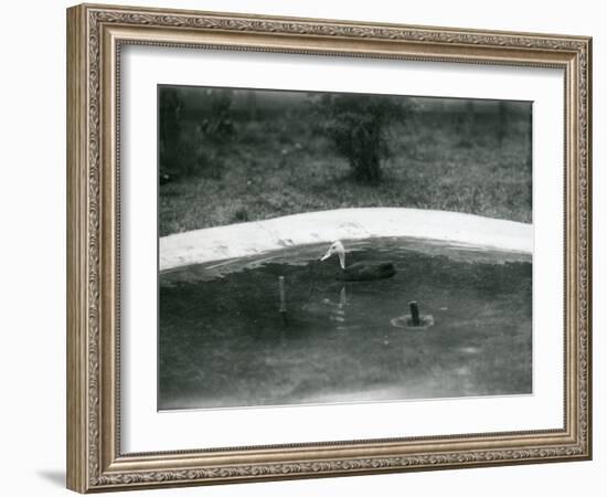 A Pair of Pink-Headed Ducks at Foxwarren Park in June 1926-Frederick William Bond-Framed Photographic Print