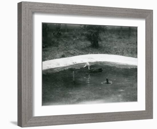 A Pair of Pink-Headed Ducks at Foxwarren Park in June 1926-Frederick William Bond-Framed Photographic Print