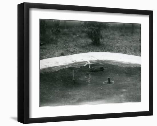 A Pair of Pink-Headed Ducks at Foxwarren Park in June 1926-Frederick William Bond-Framed Photographic Print