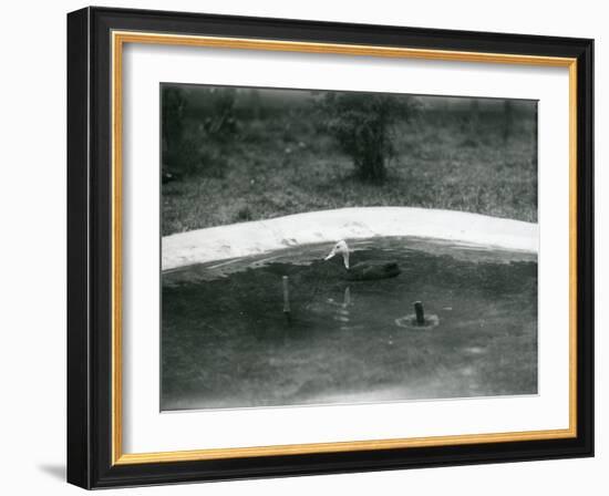 A Pair of Pink-Headed Ducks at Foxwarren Park in June 1926-Frederick William Bond-Framed Photographic Print