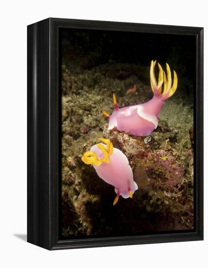 A Pair of Pink Nudibranchs, Lembeh Strait, Indonesia-Stocktrek Images-Framed Premier Image Canvas