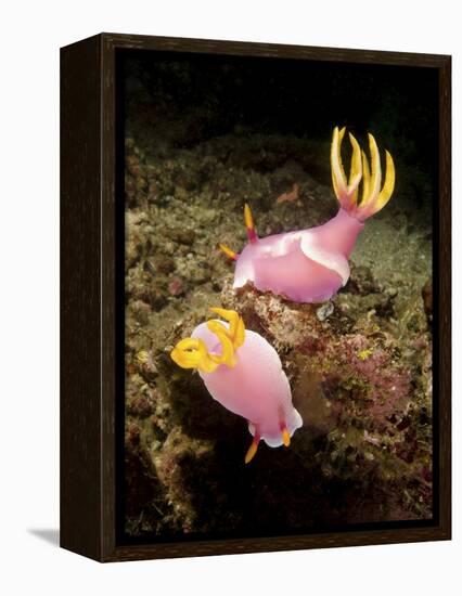 A Pair of Pink Nudibranchs, Lembeh Strait, Indonesia-Stocktrek Images-Framed Premier Image Canvas