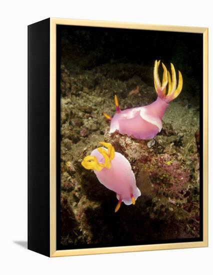 A Pair of Pink Nudibranchs, Lembeh Strait, Indonesia-Stocktrek Images-Framed Premier Image Canvas