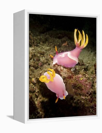 A Pair of Pink Nudibranchs, Lembeh Strait, Indonesia-Stocktrek Images-Framed Premier Image Canvas