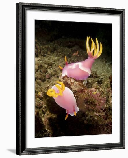 A Pair of Pink Nudibranchs, Lembeh Strait, Indonesia-Stocktrek Images-Framed Photographic Print