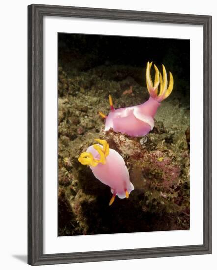 A Pair of Pink Nudibranchs, Lembeh Strait, Indonesia-Stocktrek Images-Framed Photographic Print