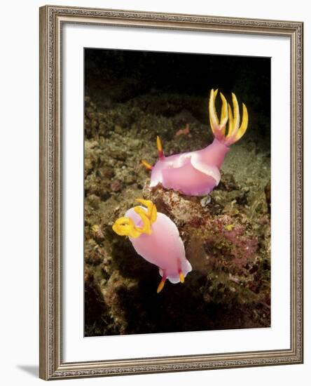 A Pair of Pink Nudibranchs, Lembeh Strait, Indonesia-Stocktrek Images-Framed Photographic Print