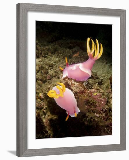 A Pair of Pink Nudibranchs, Lembeh Strait, Indonesia-Stocktrek Images-Framed Photographic Print