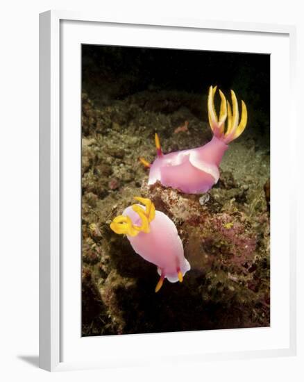 A Pair of Pink Nudibranchs, Lembeh Strait, Indonesia-Stocktrek Images-Framed Photographic Print