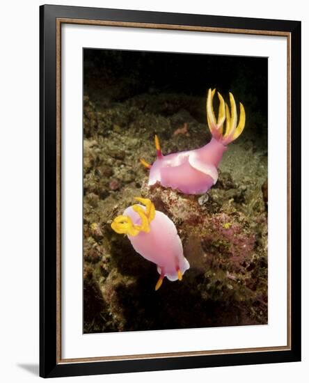 A Pair of Pink Nudibranchs, Lembeh Strait, Indonesia-Stocktrek Images-Framed Photographic Print