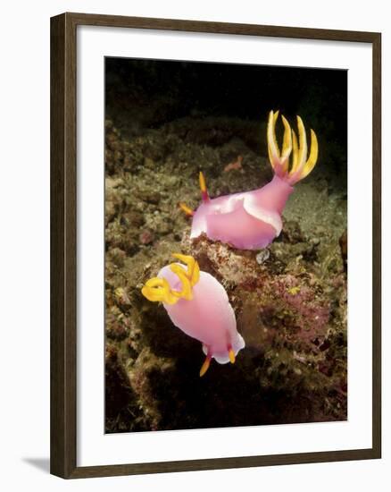 A Pair of Pink Nudibranchs, Lembeh Strait, Indonesia-Stocktrek Images-Framed Photographic Print