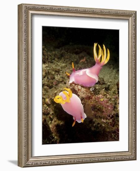 A Pair of Pink Nudibranchs, Lembeh Strait, Indonesia-Stocktrek Images-Framed Photographic Print