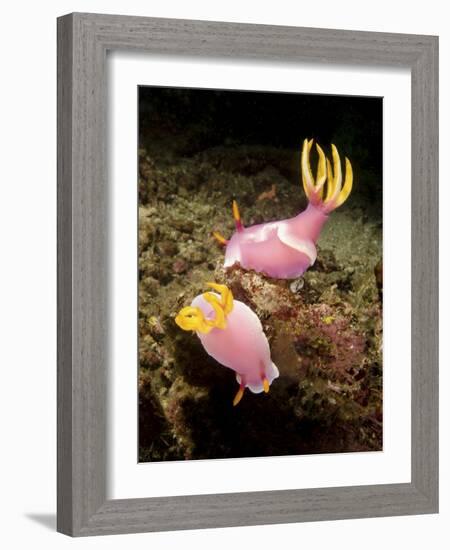 A Pair of Pink Nudibranchs, Lembeh Strait, Indonesia-Stocktrek Images-Framed Photographic Print