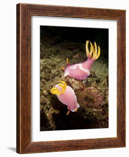 A Pair of Pink Nudibranchs, Lembeh Strait, Indonesia-Stocktrek Images-Framed Photographic Print