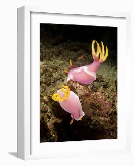 A Pair of Pink Nudibranchs, Lembeh Strait, Indonesia-Stocktrek Images-Framed Photographic Print