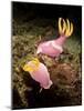 A Pair of Pink Nudibranchs, Lembeh Strait, Indonesia-Stocktrek Images-Mounted Photographic Print