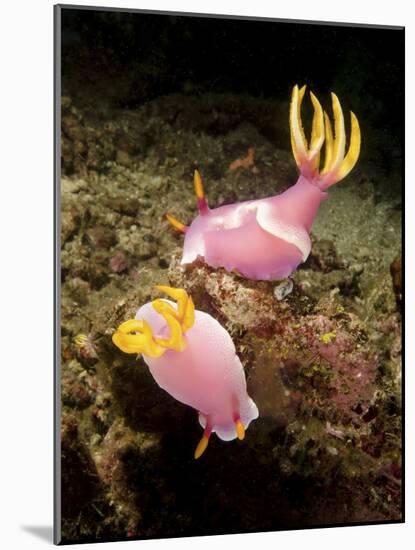 A Pair of Pink Nudibranchs, Lembeh Strait, Indonesia-Stocktrek Images-Mounted Photographic Print