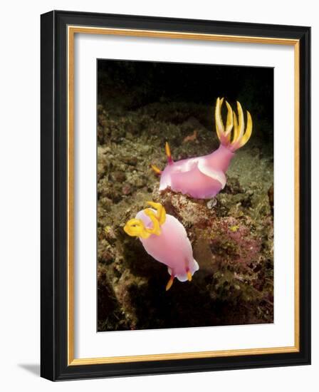 A Pair of Pink Nudibranchs, Lembeh Strait, Indonesia-Stocktrek Images-Framed Photographic Print