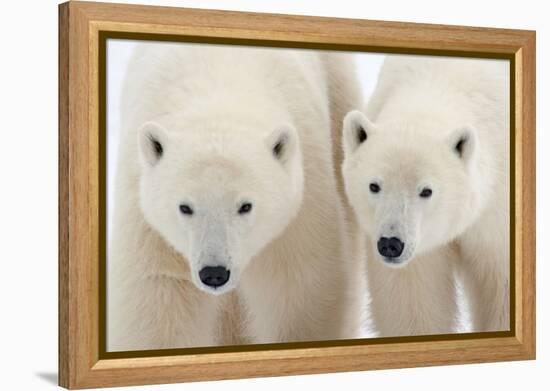 A Pair of Polar Bears-Howard Ruby-Framed Premier Image Canvas