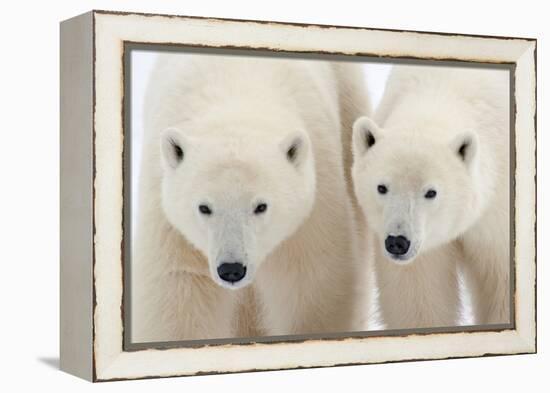 A Pair of Polar Bears-Howard Ruby-Framed Premier Image Canvas