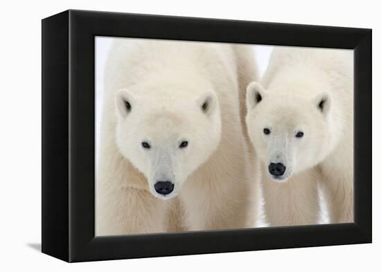 A Pair of Polar Bears-Howard Ruby-Framed Premier Image Canvas