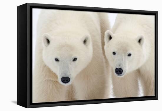 A Pair of Polar Bears-Howard Ruby-Framed Premier Image Canvas