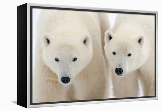 A Pair of Polar Bears-Howard Ruby-Framed Premier Image Canvas