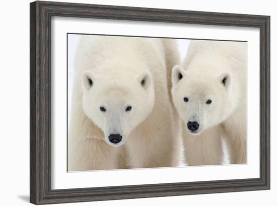 A Pair of Polar Bears-Howard Ruby-Framed Photographic Print