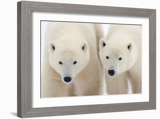 A Pair of Polar Bears-Howard Ruby-Framed Photographic Print