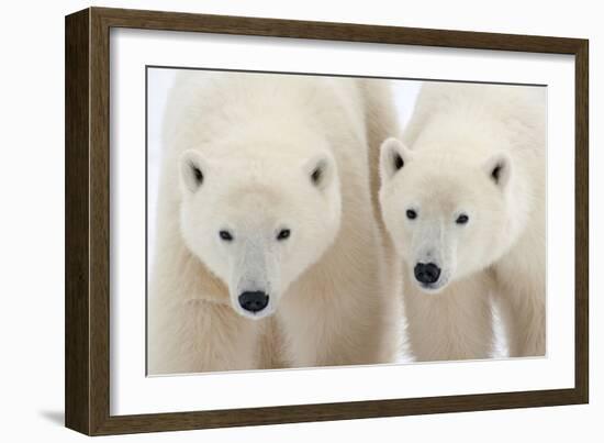 A Pair of Polar Bears-Howard Ruby-Framed Photographic Print