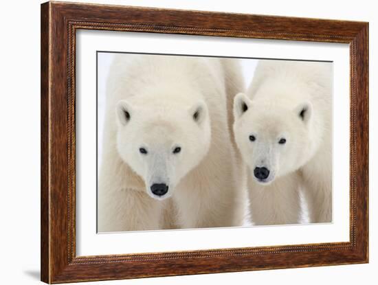 A Pair of Polar Bears-Howard Ruby-Framed Photographic Print