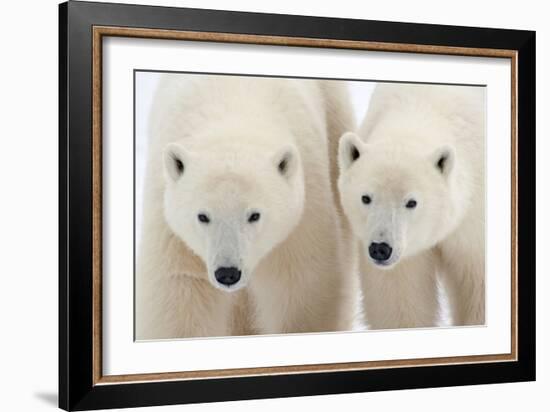 A Pair of Polar Bears-Howard Ruby-Framed Photographic Print