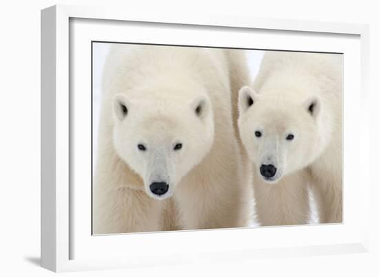 A Pair of Polar Bears-Howard Ruby-Framed Photographic Print