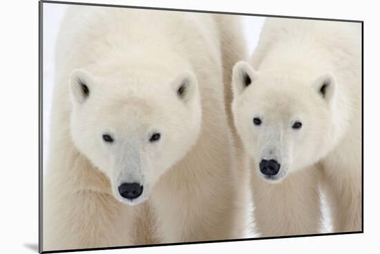 A Pair of Polar Bears-Howard Ruby-Mounted Photographic Print