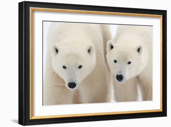 A Pair of Polar Bears-Howard Ruby-Framed Photographic Print