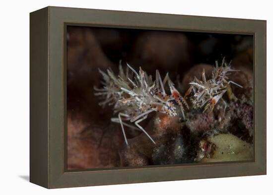 A Pair of Spiny Tiger Shrimp Crawl on the Seafloor-Stocktrek Images-Framed Premier Image Canvas