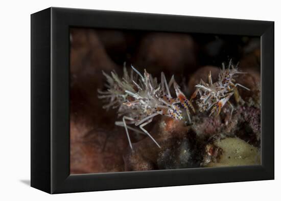 A Pair of Spiny Tiger Shrimp Crawl on the Seafloor-Stocktrek Images-Framed Premier Image Canvas