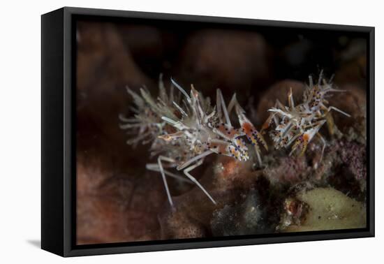 A Pair of Spiny Tiger Shrimp Crawl on the Seafloor-Stocktrek Images-Framed Premier Image Canvas