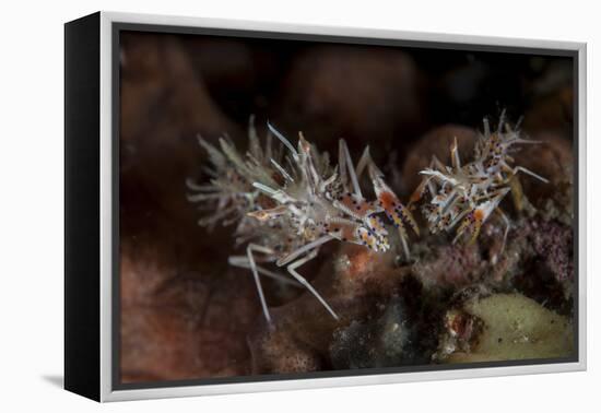 A Pair of Spiny Tiger Shrimp Crawl on the Seafloor-Stocktrek Images-Framed Premier Image Canvas