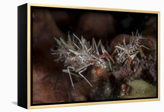 A Pair of Spiny Tiger Shrimp Crawl on the Seafloor-Stocktrek Images-Framed Premier Image Canvas