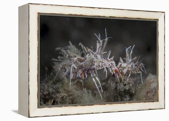 A Pair of Spiny Tiger Shrimp Crawl on the Seafloor-Stocktrek Images-Framed Premier Image Canvas