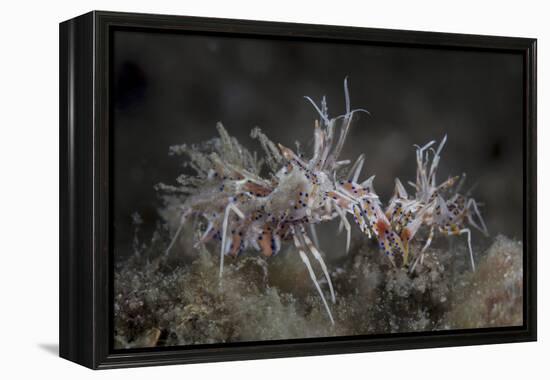 A Pair of Spiny Tiger Shrimp Crawl on the Seafloor-Stocktrek Images-Framed Premier Image Canvas