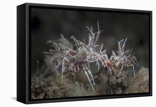 A Pair of Spiny Tiger Shrimp Crawl on the Seafloor-Stocktrek Images-Framed Premier Image Canvas