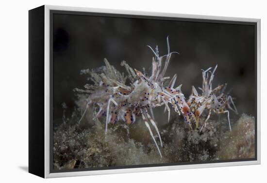 A Pair of Spiny Tiger Shrimp Crawl on the Seafloor-Stocktrek Images-Framed Premier Image Canvas
