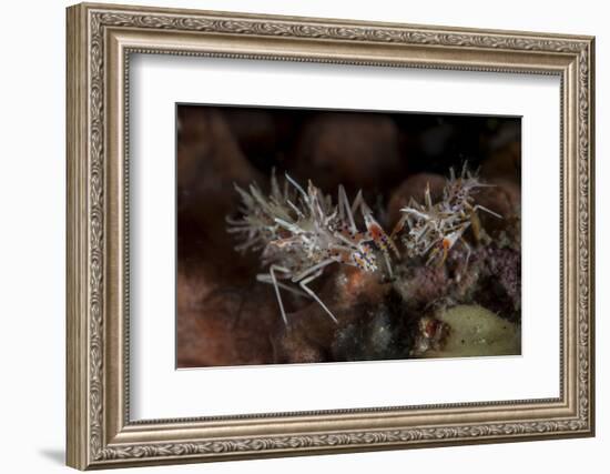 A Pair of Spiny Tiger Shrimp Crawl on the Seafloor-Stocktrek Images-Framed Photographic Print