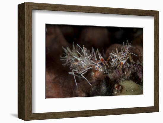 A Pair of Spiny Tiger Shrimp Crawl on the Seafloor-Stocktrek Images-Framed Photographic Print