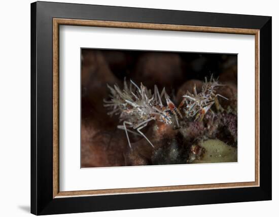 A Pair of Spiny Tiger Shrimp Crawl on the Seafloor-Stocktrek Images-Framed Photographic Print