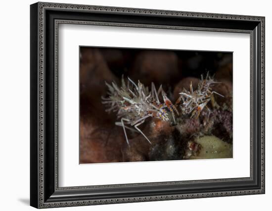 A Pair of Spiny Tiger Shrimp Crawl on the Seafloor-Stocktrek Images-Framed Photographic Print